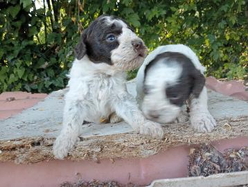 5 lagotti romagnoli maschi