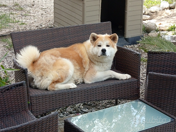 Akita inu maschio