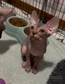 Sphynx