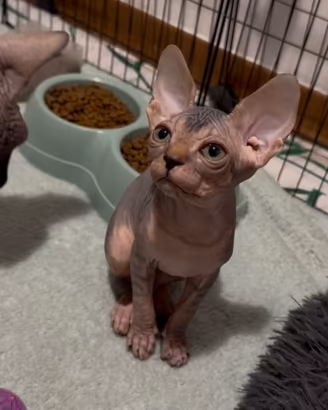 Sphynx