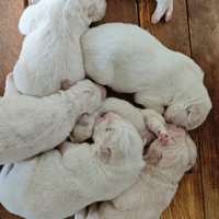 Cuccioli Maremmano abbruzzese