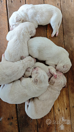 Cuccioli Maremmano abbruzzese