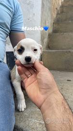 American staffordshire bull terrier incrocio