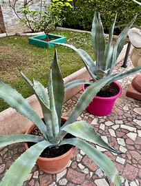 Agave Gialla e Verde