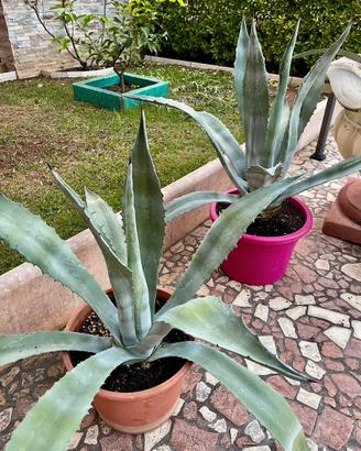 Agave Gialla e Verde