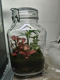 terrarium di piante