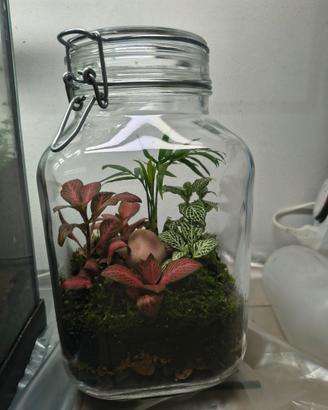terrarium di piante