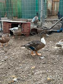 Coppie di anatre call duck