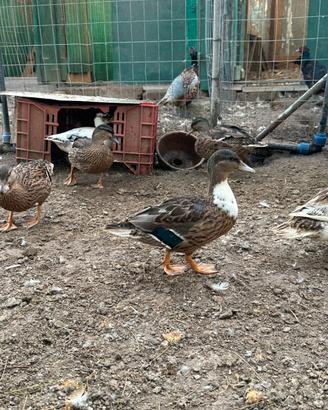 Coppie di anatre call duck