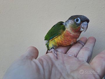 Conuro guance verdi