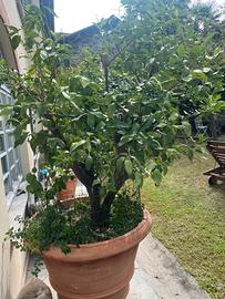 Pianta limone
