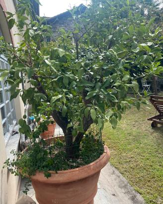 Pianta limone