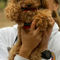 Barboncino toy red con pedigree enci