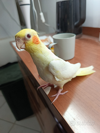 Calopsite allevata a mnao