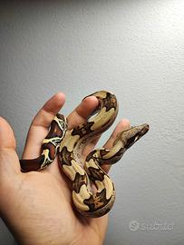 Boa Constrictor Constrictor Suriname