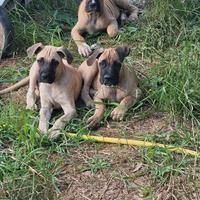 Cane corso 3 mesi