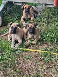 Cane corso 3 mesi
