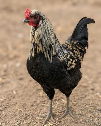 Galletti varie razze + le relative galline 