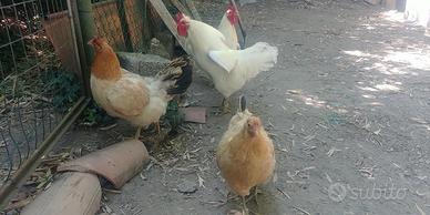 Galline e galli