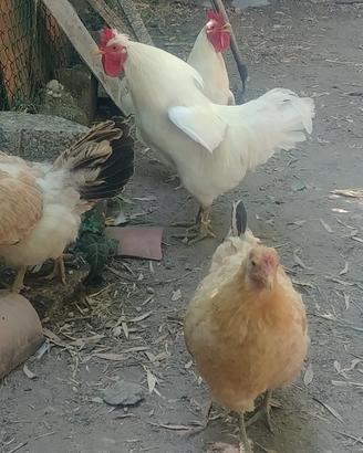 Galline e galli