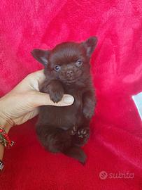 Chihuahua maschio cioccolato pelo lungo 2 mesi