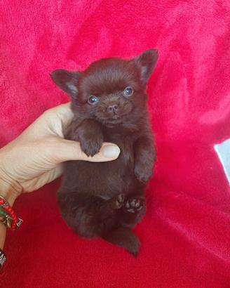 Chihuahua maschio cioccolato pelo lungo 2 mesi