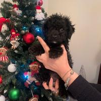 Cuccioli barboncini femmine