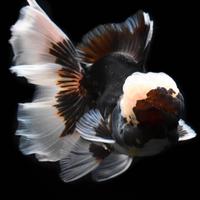 Oranda Fancy XXL Selezione Thailand Show acquario