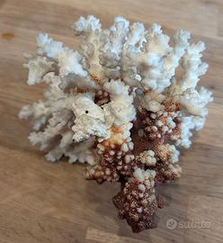 corallo naturale bianco e rosso
