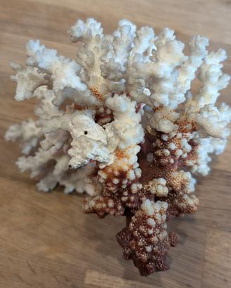 corallo naturale bianco e rosso