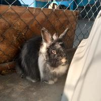 Coniglio nano maschio