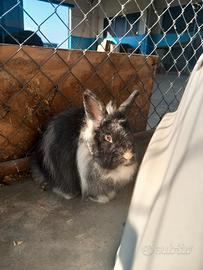 Coniglio nano maschio