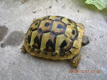 Tartaruga di terra