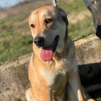 Cane in adozione tg media