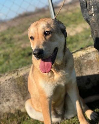 Cane in adozione tg media