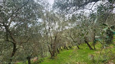 Uliveto a Castellaro (IM)