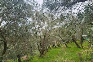 Uliveto a Castellaro (IM)