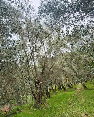 Uliveto a Castellaro (IM)