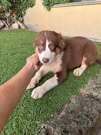 Cuccioli di pastore australiano maschi