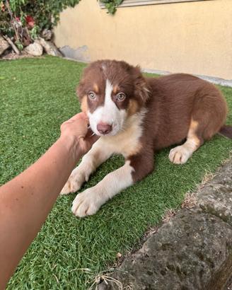 Cuccioli di pastore australiano maschi