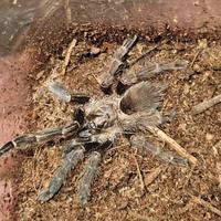 Migali teca tarantole