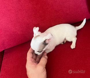 Chihuahua femmina min Toy occhi chiari bianco blu