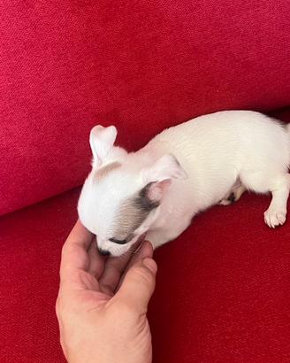 Chihuahua femmina min Toy occhi chiari bianco blu