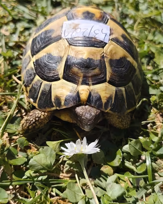 Tartaruga Testudo Hermanni Maschio Fonte C 43-2021