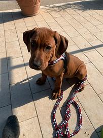 Rhodesian ridgeback