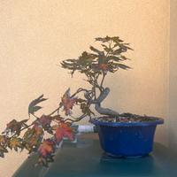Acero bonsai