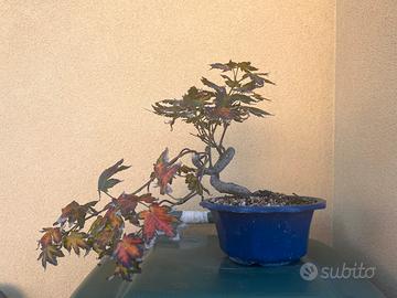 Acero bonsai