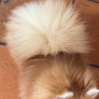 Spitz tedesco Nano ( Pomerania)