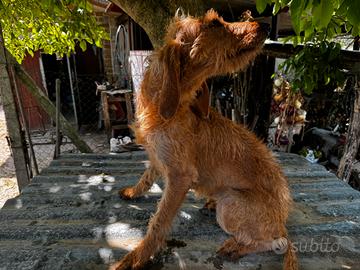 Segugi italiani pelo forte