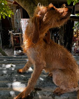 Segugi italiani pelo forte